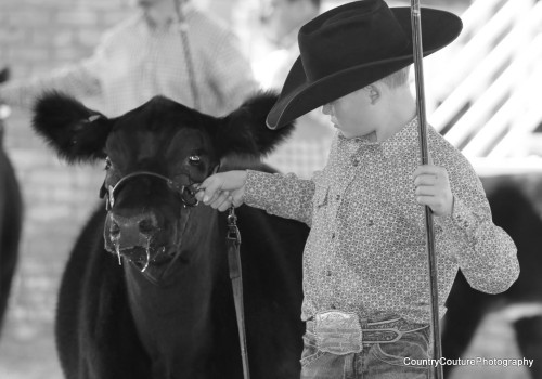 Leading Your Show Steer: A Comprehensive Guide
