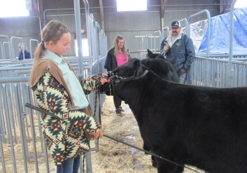 Preparing an Oklahoma Show Steer for Competition: A Guide for Success