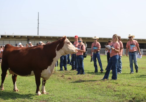 What are the Judging Criteria for an Oklahoma Show Steer?