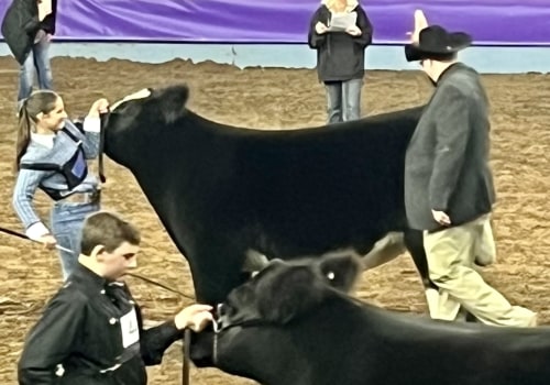 How to Choose the Perfect Show Steer or Heifer in Oklahoma