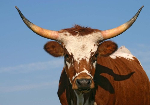 Do Cows Have Horns?