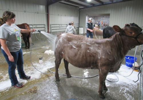 What Makes an Oklahoma Show Steer Stand Out and Shine