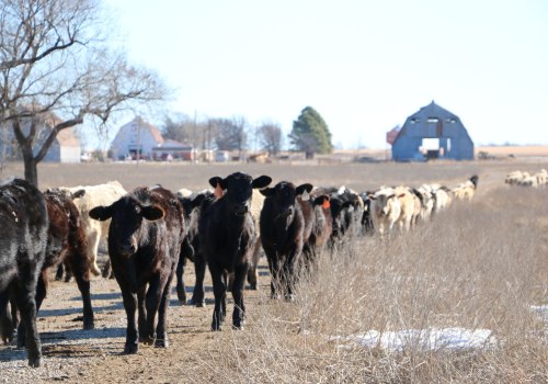 Keeping an Oklahoma Show Steer on Your Property: What You Need to Know