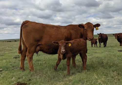 What Age Should You Show Your Steer At?