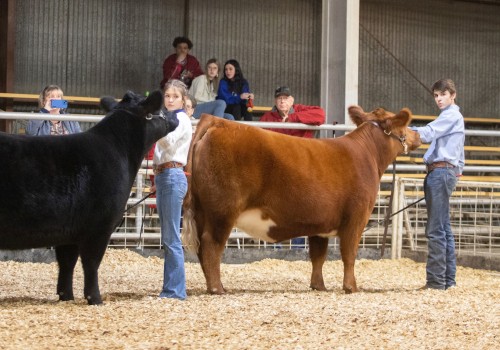 The Benefits of Showing an Oklahoma Show Steer