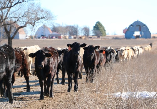 Where to Find the Best Oklahoma Show Steers for Sale or Lease