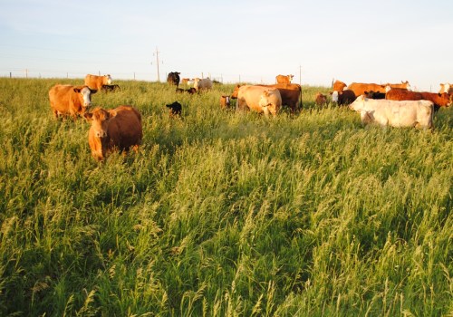 How to Show an Oklahoma Show Steer Without Making Common Errors