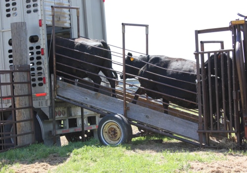 Transporting Oklahoma Show Steers: What to Consider