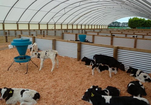 How much space does a calf need in a barn?