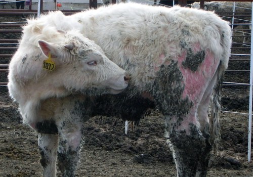 Showing an Oklahoma Show Steer: Health Considerations for a Winning Performance