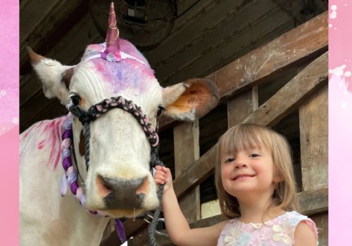 Training an Oklahoma Show Steer to Stand Still in the Ring - Expert Tips