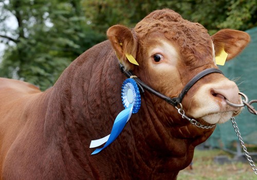 Preparing Your Oklahoma Show Steer for Competition: Grooming Tips for Success